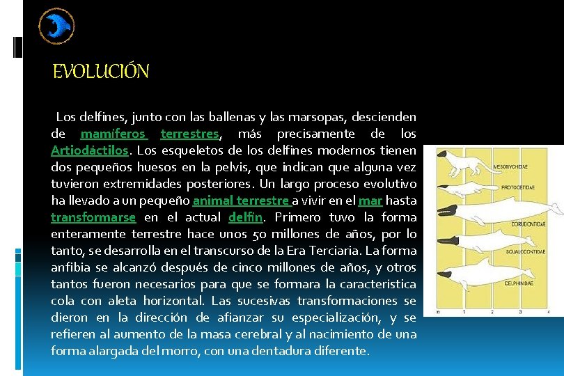EVOLUCIÓN Los delfines, junto con las ballenas y las marsopas, descienden de mamíferos terrestres,