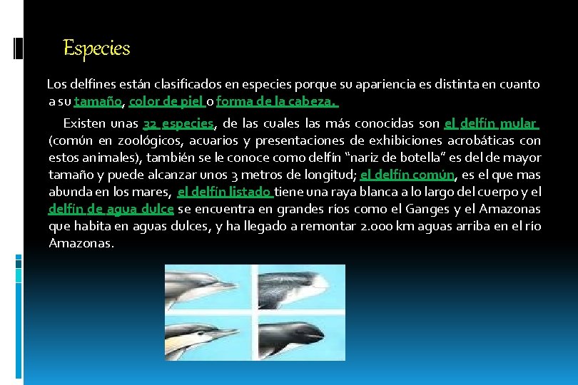 Especies Los delfines están clasificados en especies porque su apariencia es distinta en cuanto