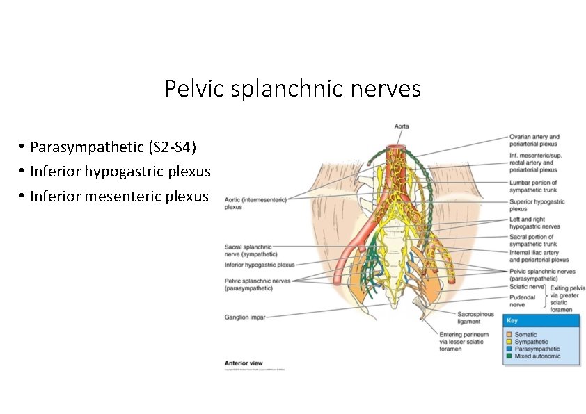 Pelvic splanchnic nerves • Parasympathetic (S 2‐S 4) • Inferior hypogastric plexus • Inferior