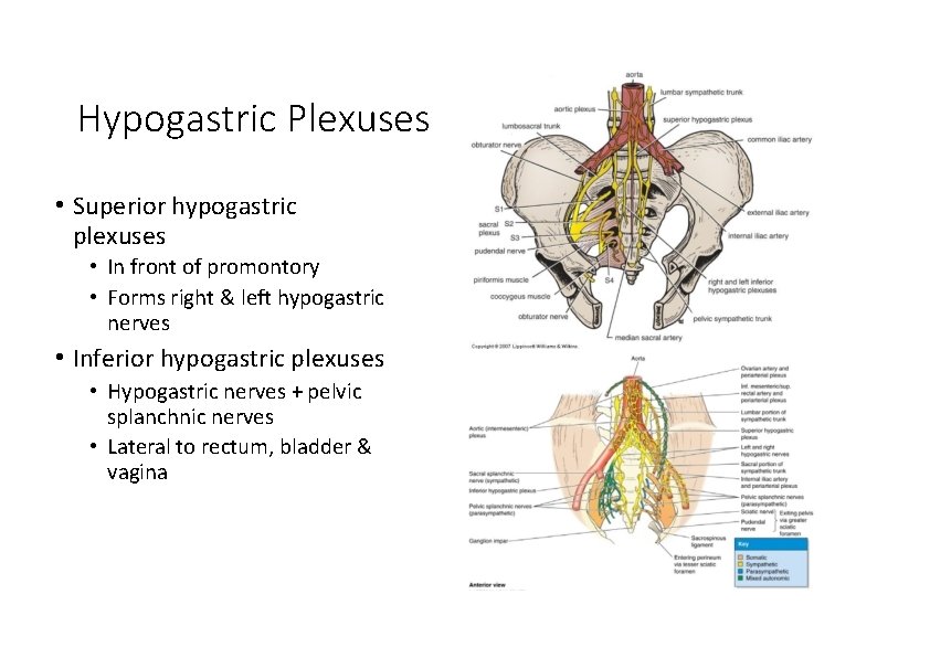 Hypogastric Plexuses • Superior hypogastric plexuses • In front of promontory • Forms right