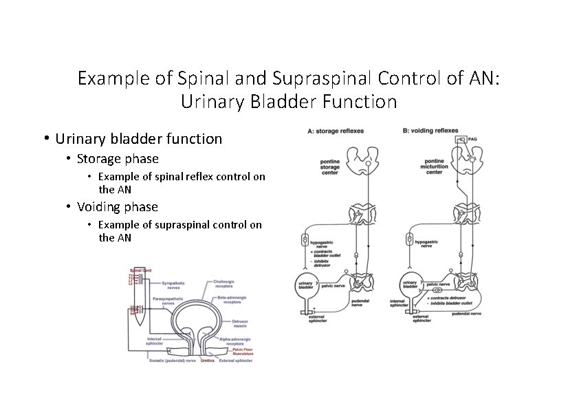 Example of Spinal and Supraspinal Control of AN: Urinary Bladder Function • Urinary bladder