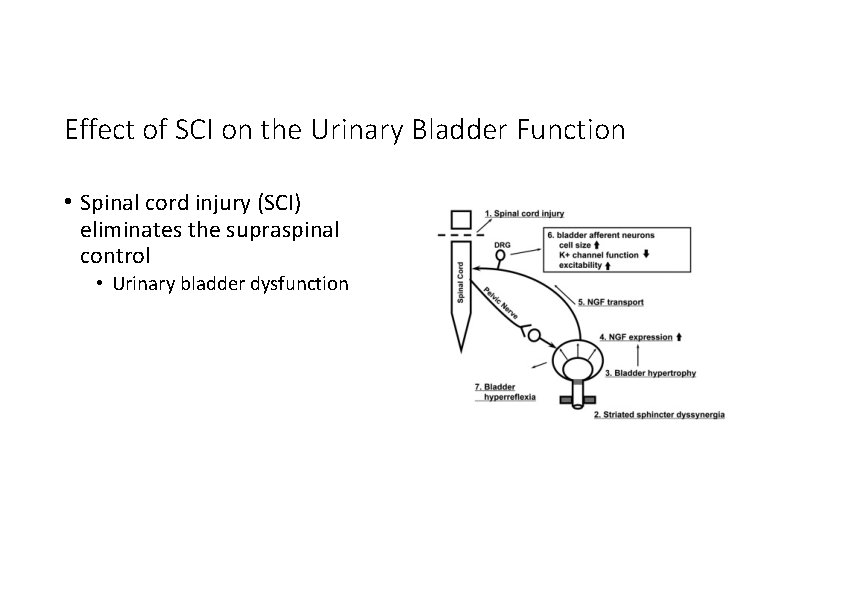 Effect of SCI on the Urinary Bladder Function • Spinal cord injury (SCI) eliminates