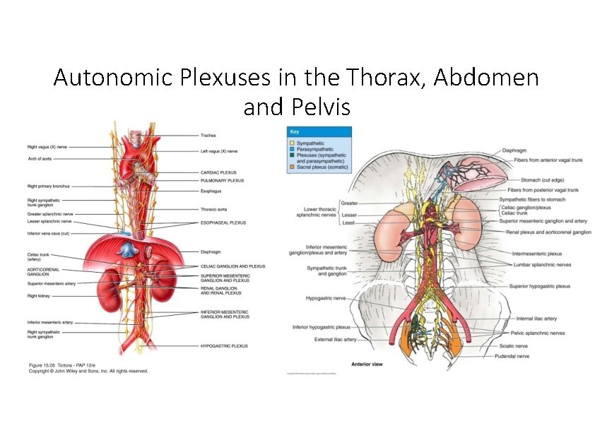 Autonomic Plexuses in the Thorax, Abdomen and Pelvis 