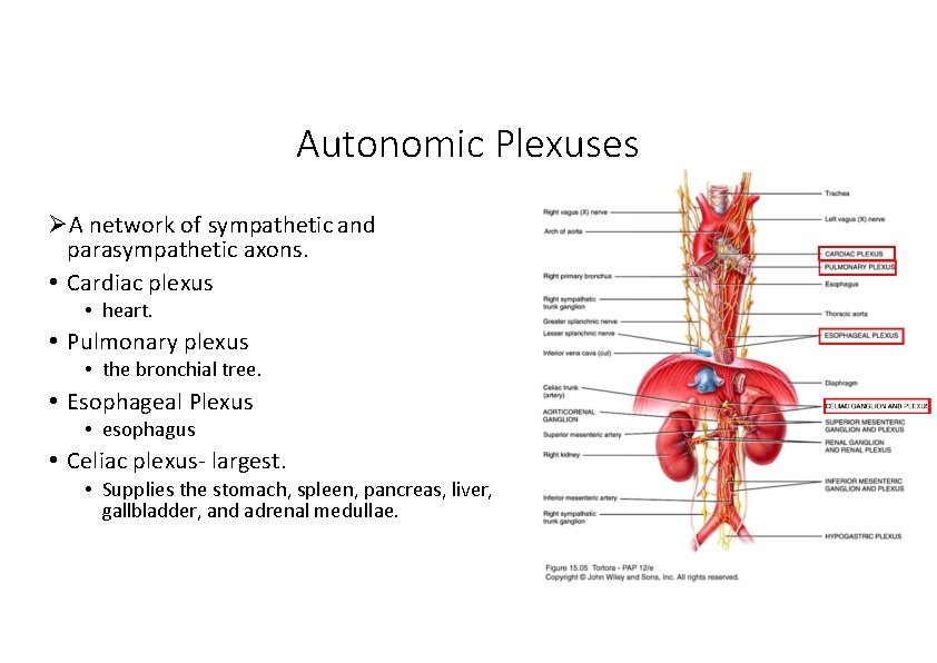 Autonomic Plexuses A network of sympathetic and parasympathetic axons. • Cardiac plexus • heart.