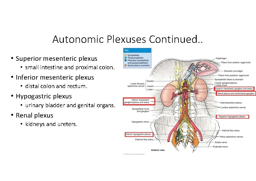 Autonomic Plexuses Continued. . • Superior mesenteric plexus • small intestine and proximal colon.