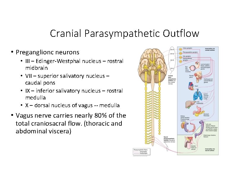 Cranial Parasympathetic Outflow • Preganglionc neurons • III – Edinger‐Westphal nucleus – rostral midbrain