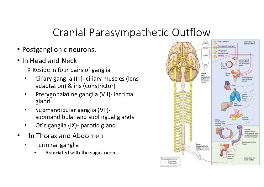 Cranial Parasympathetic Outflow • Postganglionic neurons: • In Head and Neck Reside in four
