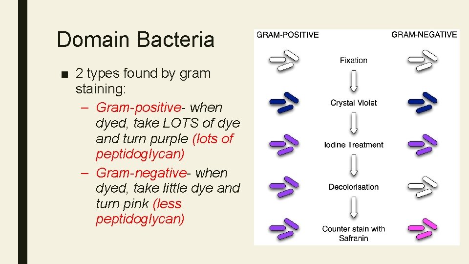 Domain Bacteria ■ 2 types found by gram staining: – Gram-positive- when dyed, take