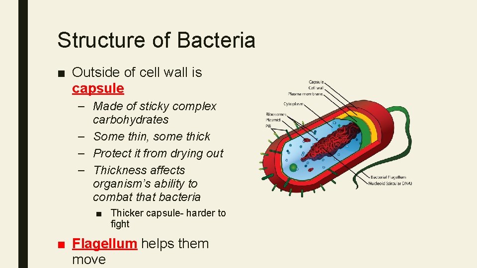 Structure of Bacteria ■ Outside of cell wall is capsule – Made of sticky