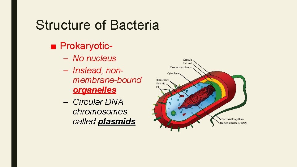 Structure of Bacteria ■ Prokaryotic– No nucleus – Instead, nonmembrane-bound organelles – Circular DNA