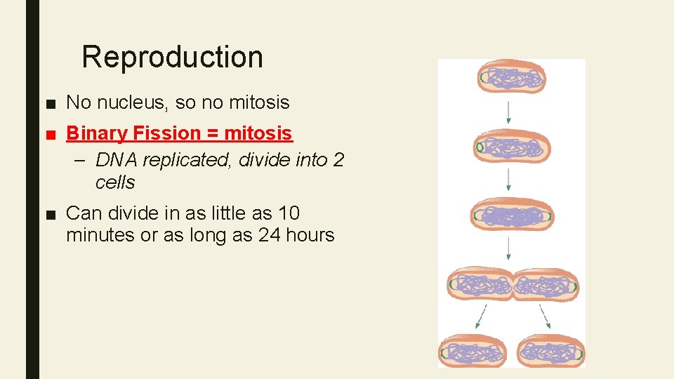 Reproduction ■ No nucleus, so no mitosis ■ Binary Fission = mitosis – DNA