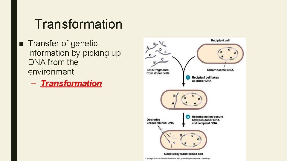 Transformation ■ Transfer of genetic information by picking up DNA from the environment –