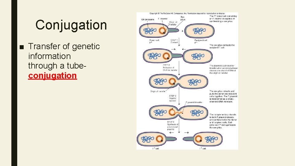 Conjugation ■ Transfer of genetic information through a tubeconjugation 