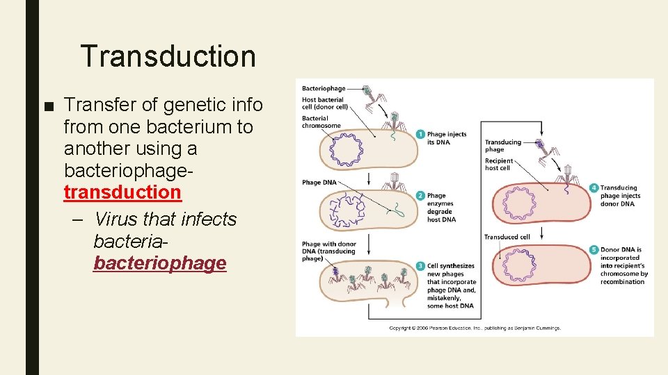 Transduction ■ Transfer of genetic info from one bacterium to another using a bacteriophagetransduction