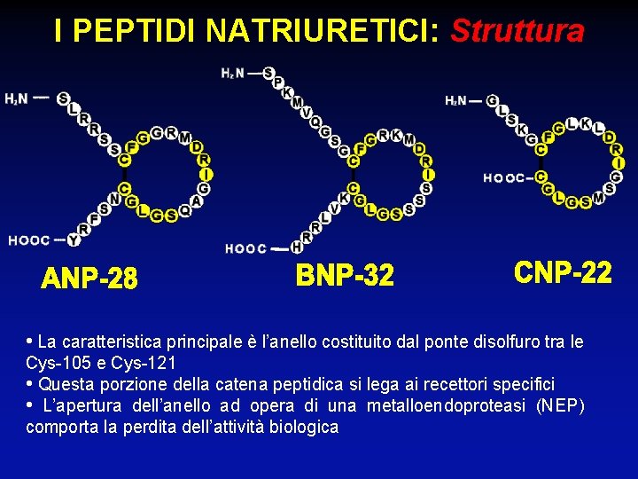 I PEPTIDI NATRIURETICI: Struttura • La caratteristica principale è l’anello costituito dal ponte disolfuro