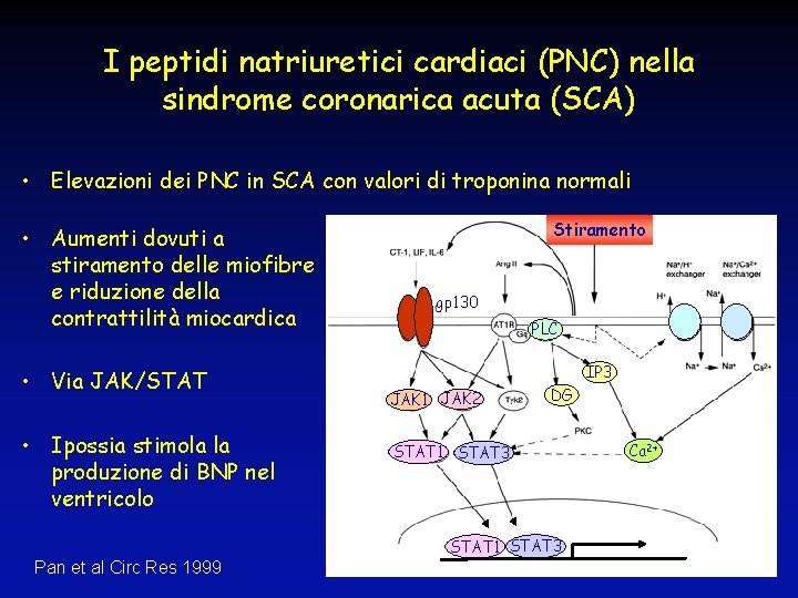 I peptidi natriuretici cardiaci (PNC) nella sindrome coronarica acuta (SCA) • Elevazioni dei PNC