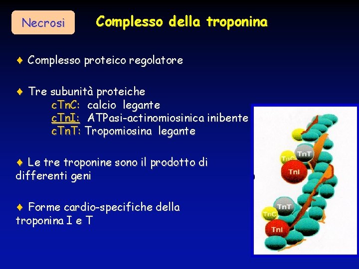 Necrosi Complesso della troponina Complesso proteico regolatore Tre subunità proteiche c. Tn. C: calcio