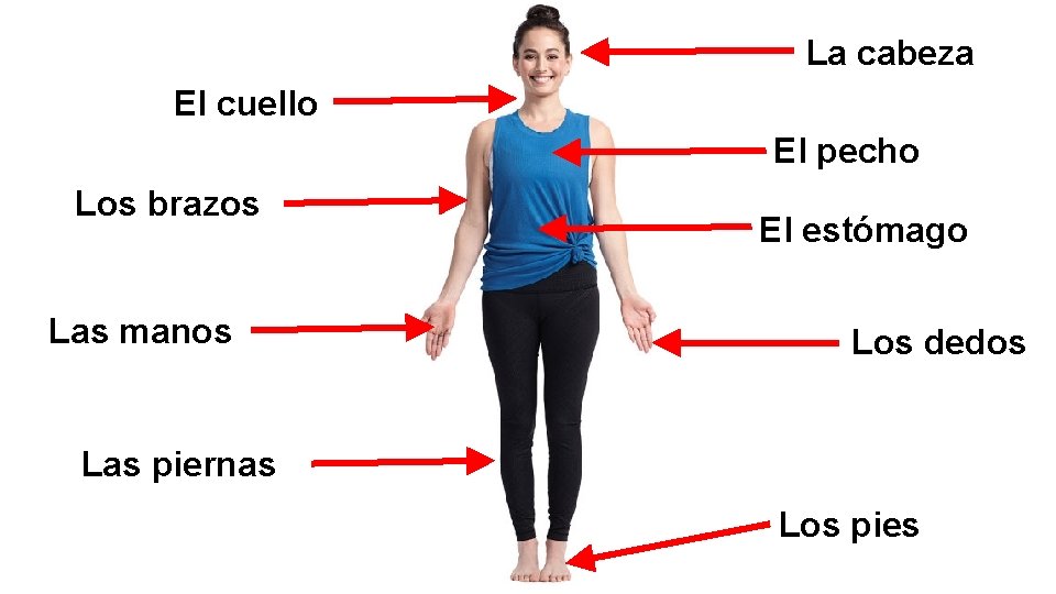 La cabeza El cuello El pecho Los brazos Las manos El estómago Los dedos