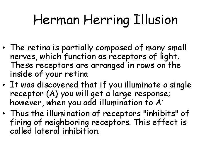 Herman Herring Illusion • The retina is partially composed of many small nerves, which