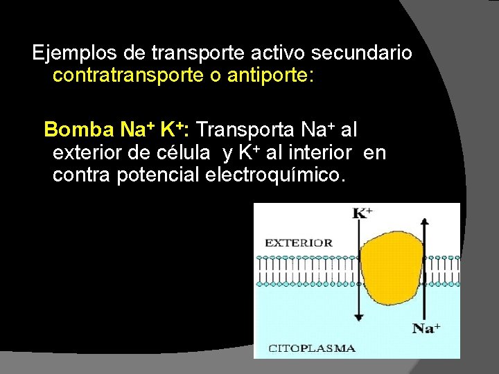 Ejemplos de transporte activo secundario contratransporte o antiporte: Bomba Na+ K+: Transporta Na+ al