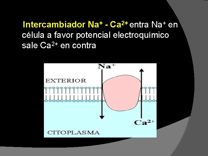 Intercambiador Na+ - Ca 2+ entra Na+ en célula a favor potencial electroquímico sale