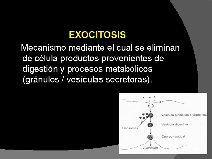 EXOCITOSIS Mecanismo mediante el cual se eliminan de célula productos provenientes de digestión y