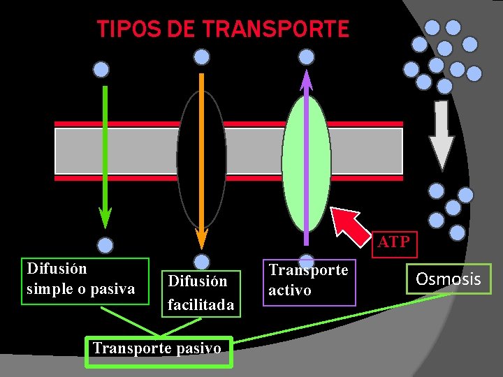 TIPOS DE TRANSPORTE ATP Difusión simple o pasiva Difusión facilitada Transporte pasivo Transporte activo