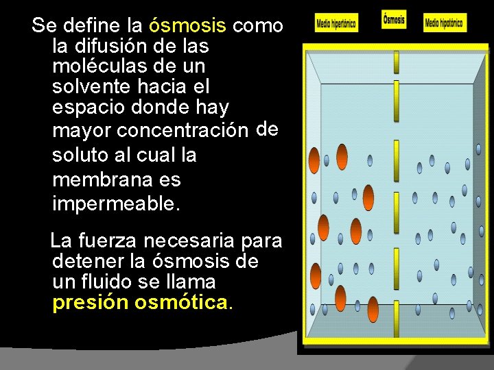 Se define la ósmosis como la difusión de las moléculas de un solvente hacia