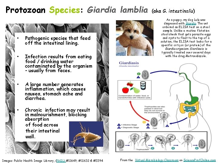 Protozoan Species: Giardia lamblia • Pathogenic species that feed off the intestinal lining. •