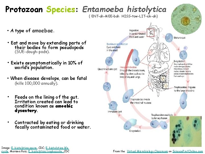 Protozoan Species: Entamoeba histolytica ( ENT-ah-MEE-bah HISS-tow-LIT-ick-ah) • A type of amoebae. • Eat