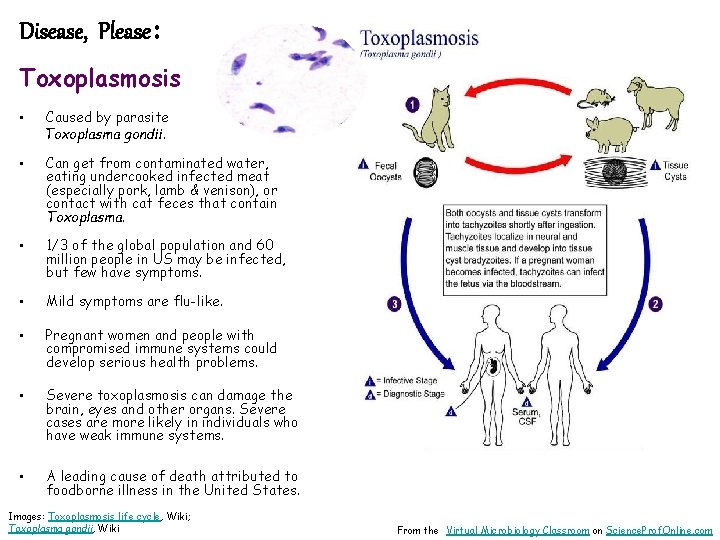 Disease, Please: Toxoplasmosis • Caused by parasite Toxoplasma gondii. • Can get from contaminated
