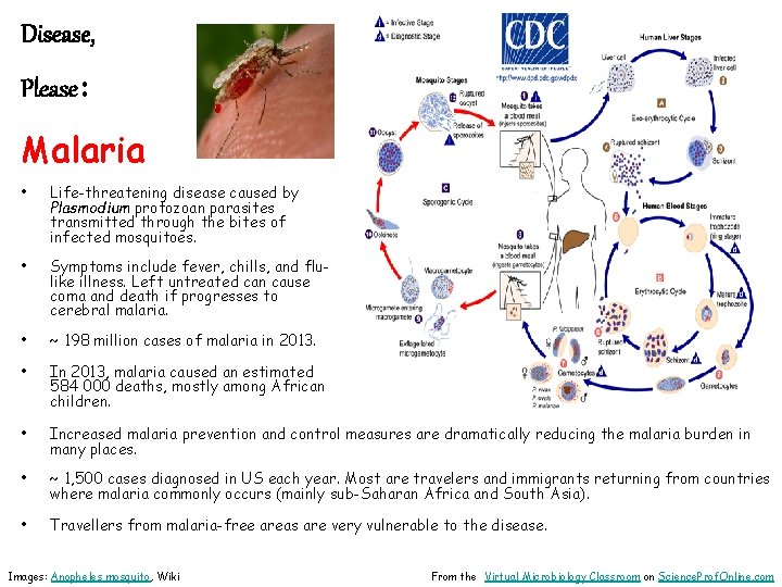 Disease, Please: Malaria • Life-threatening disease caused by Plasmodium protozoan parasites transmitted through the