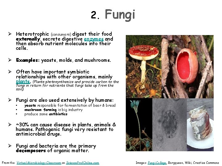 2. Fungi Ø Heterotrophic (consumers) digest their food externally, secrete digestive enzymes and then