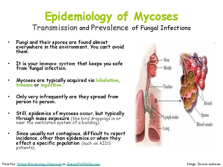 Epidemiology of Mycoses Transmission and Prevalence of Fungal Infections • Fungi and their spores