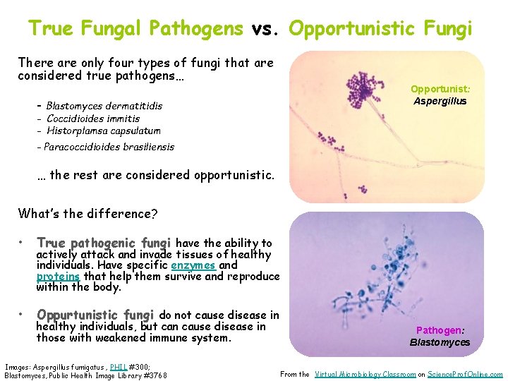 True Fungal Pathogens vs. Opportunistic Fungi There are only four types of fungi that