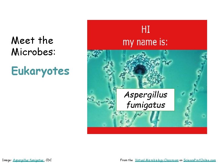 Meet the Microbes: Eukaryotes Aspergillus fumigatus Image: Aspergillus fumigatus , CDC From the Virtual