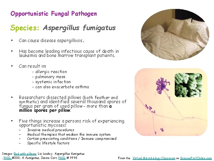 Opportunistic Fungal Pathogen Species: Aspergillus fumigatus • Can cause disease aspergillosis. • Has become
