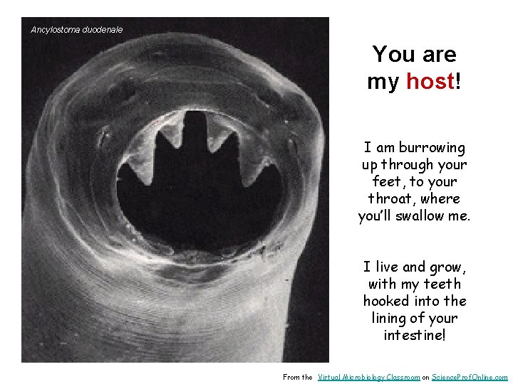 Ancylostoma duodenale You are my host! I am burrowing up through your feet, to