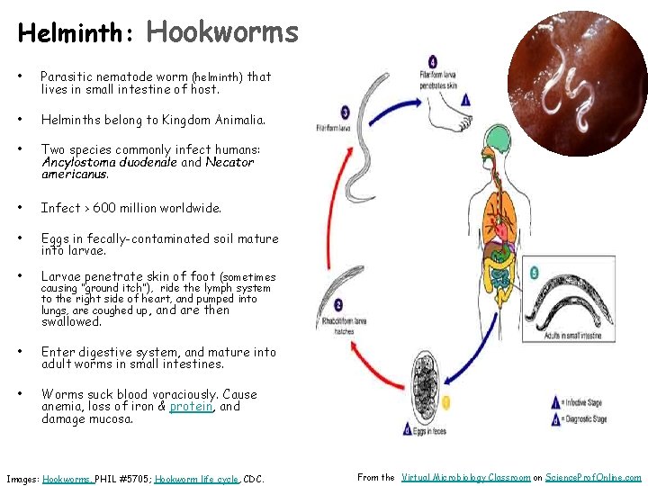 Helminth: Hookworms • Parasitic nematode worm (helminth) that lives in small intestine of host.