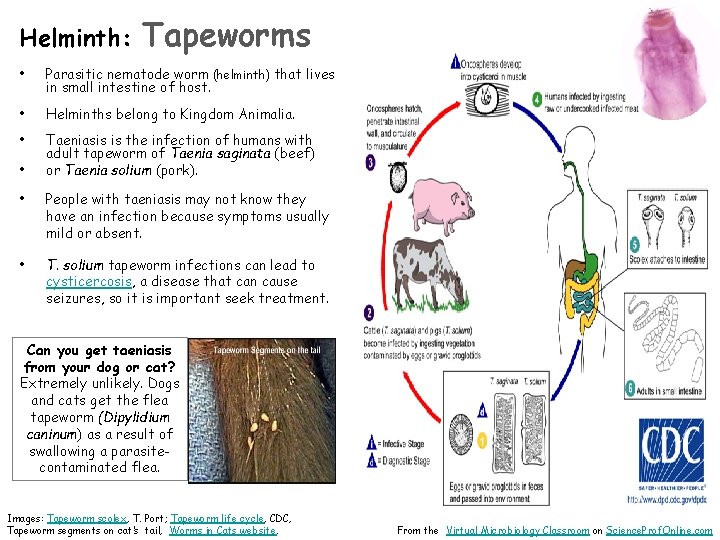 Helminth: Tapeworms • Parasitic nematode worm (helminth) that lives in small intestine of host.