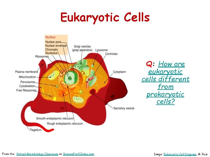 Eukaryotic Cells Q: How are eukaryotic cells different from prokaryotic cells? From the Virtual
