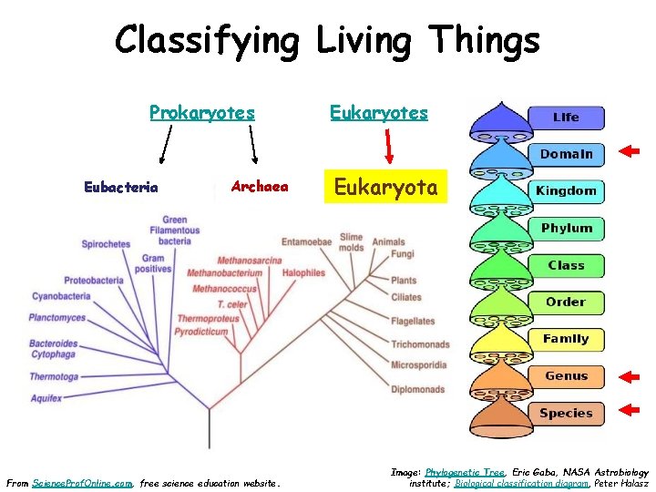 Classifying Living Things Prokaryotes Eubacteria Archaea From Science. Prof. Online. com, free science education