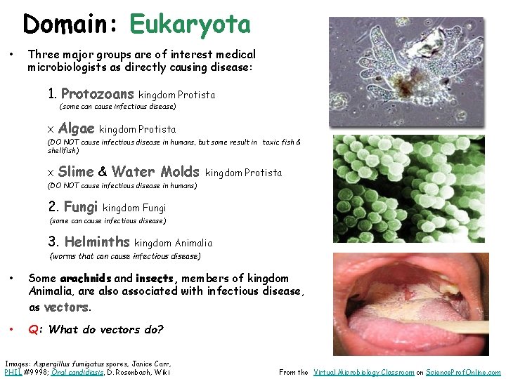Domain: Eukaryota • Three major groups are of interest medical microbiologists as directly causing