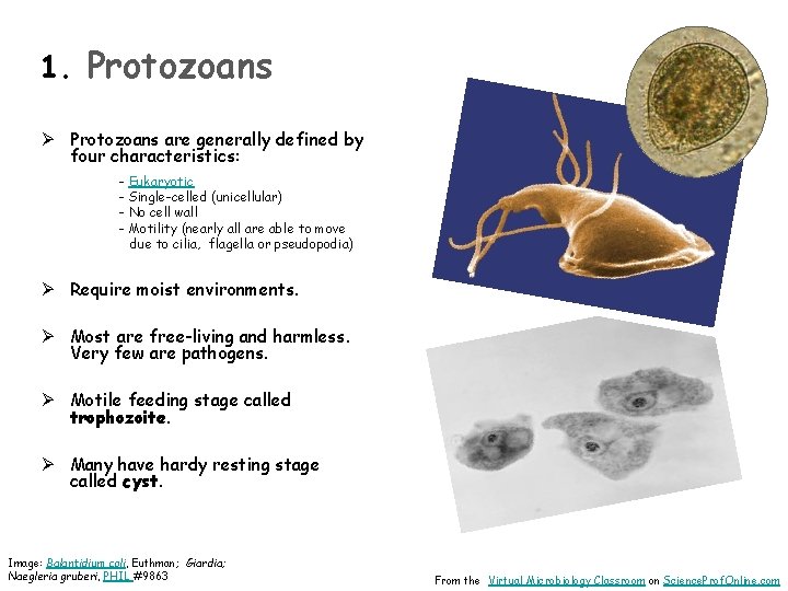 1. Protozoans Ø Protozoans are generally defined by four characteristics: - Eukaryotic - Single-celled
