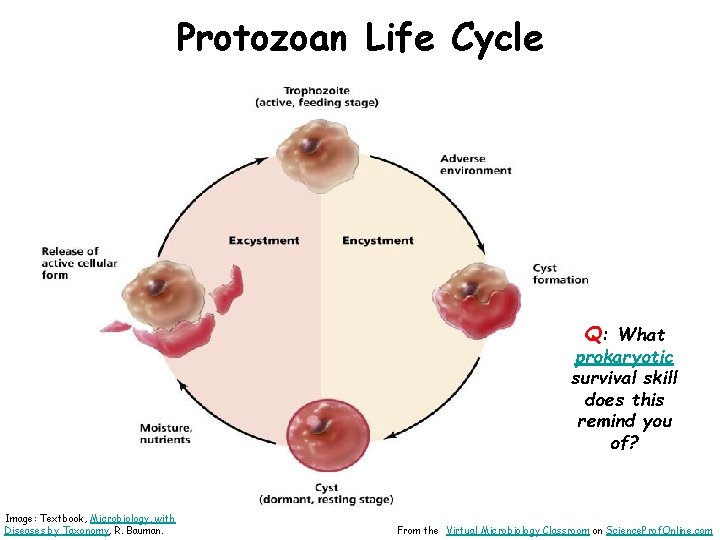 Protozoan Life Cycle Q: What prokaryotic survival skill does this remind you of? Image: