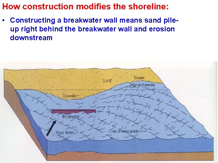 How construction modifies the shoreline: • Constructing a breakwater wall means sand pileup right