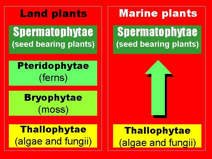 Land plants Marine plants Spermatophytae (seed bearing plants) Pteridophytae (ferns) Bryophytae (moss) Thallophytae (algae