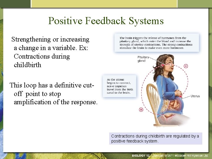 Positive Feedback Systems Strengthening or increasing a change in a variable. Ex: Contractions during