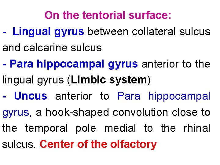 On the tentorial surface: - Lingual gyrus between collateral sulcus and calcarine sulcus -