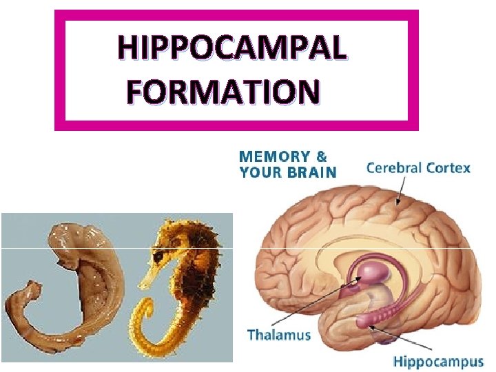 HIPPOCAMPAL FORMATION 